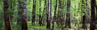 Tous les possibles de la forêt avec le GIP du futur Parc National